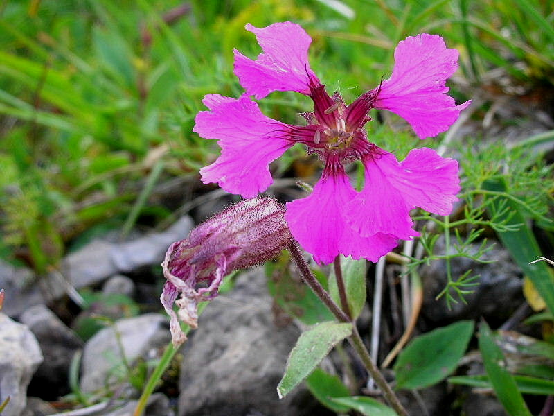 Silene elisabethae / Silene di Elisabetta